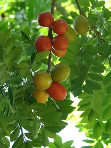 Image of Hog Plum Tree (Height: 3 - 4 FT)