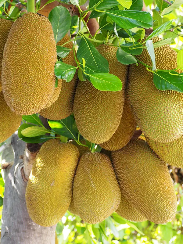 Image of Honey Gold Jackfruit Tree (Height: 2 - 3 FT Add Gift Wrap: No)