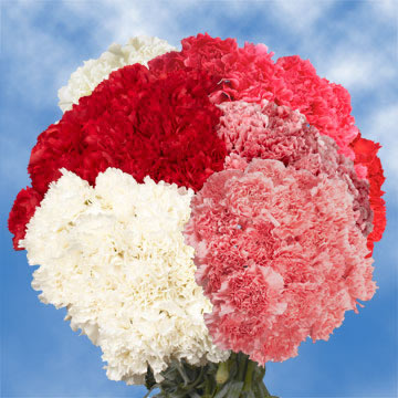 Image of ID 494176263 200 Valentine Carnations