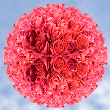 Image of ID 495070276 200 Fresh Deep Hot Pink Roses
