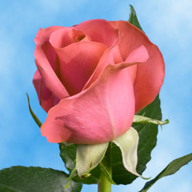 Image of ID 495070280 150 Valentine's Pink Roses