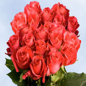Image of ID 495070304 200 Fresh Cut Almost Red Roses