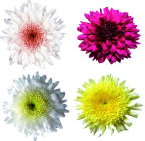 Image of ID 495070308 100 Assorted Disbud Pom Poms