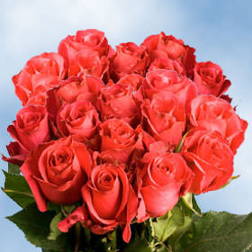 Image of ID 495070320 250 Fresh Cut Almost Red Roses
