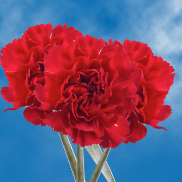 Image of ID 495070324 200 Burgundy Carnations