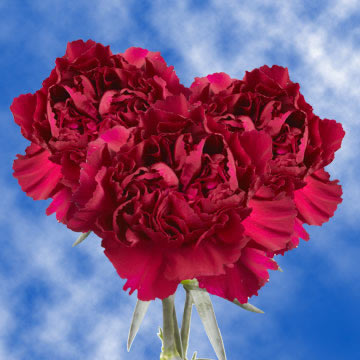 Image of ID 495070327 200 Fresh Purple Carnations