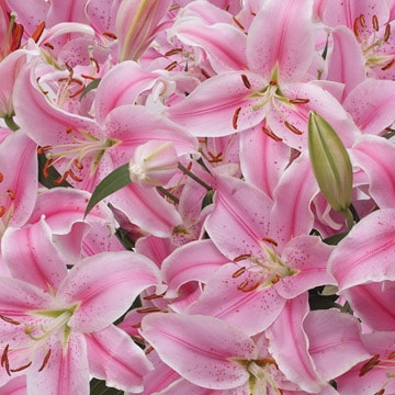 Image of ID 495070329 20 Pink Oriental Lilies