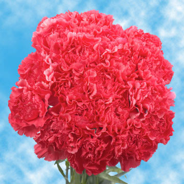 Image of ID 495070343 300 Fresh Hot Pink Carnations