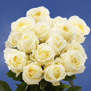 Image of ID 495070355 100 Cream/Yellow Center Roses