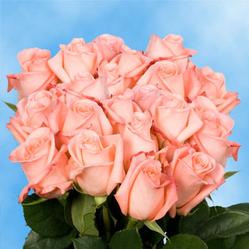 Image of ID 495070358 75 Fresh Peachy Pink Roses