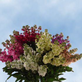 Image of ID 495070368 80 Assorted Stunning Flowers