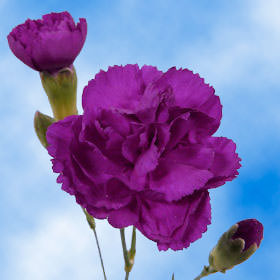 Image of ID 495070369 300 Purple Spray Carnations