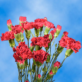Image of ID 495070370 160 Hot Pink Spray Carnations