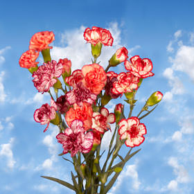 Image of ID 495070372 160 Bi-Color Spray Carnations
