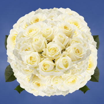 Image of ID 495070379 250 Cream/Yellow Center Roses