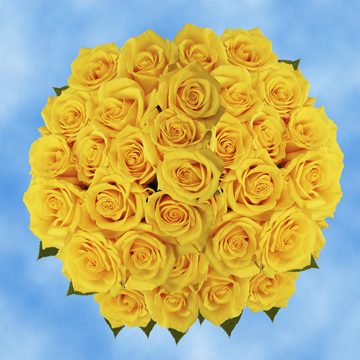 Image of ID 495070381 100 Gold Yellow Roses