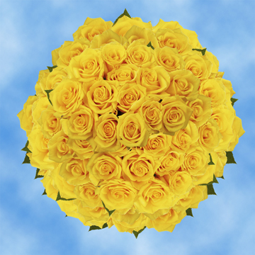 Image of ID 495070382 200 Gold Yellow Roses