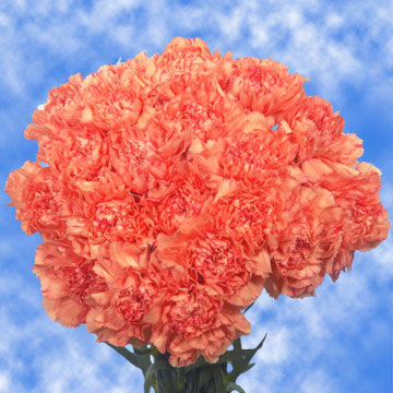 Image of ID 495070394 300 Fresh Orange Carnations