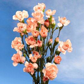 Image of ID 495070397 160 Orange Spray Carnations