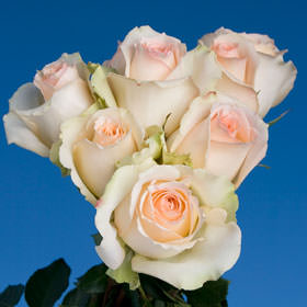 Image of ID 495070410 150 Long Roses Wholesale