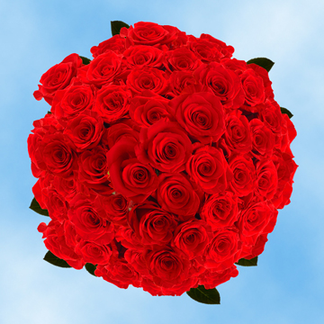 Image of ID 495070417 150 Fresh Cut Bright Red Roses
