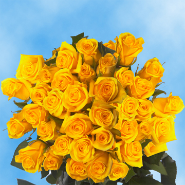 Image of ID 495070436 75 Yellow Valentine's Roses