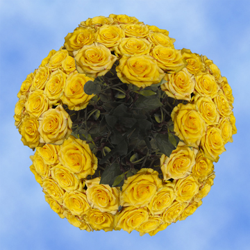 Image of ID 495070442 250 Yellow/Touch of Red Roses