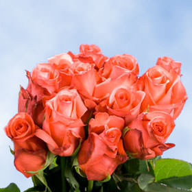 Image of ID 495070445 200 Valentine's Orange Roses