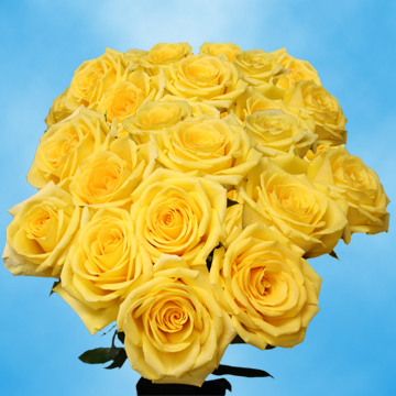 Image of ID 495070446 75 Bright Yellow Roses