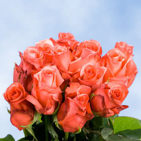 Image of ID 495070461 250 Valentine's Orange Roses