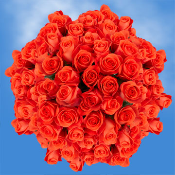 Image of ID 495070463 100 Fresh Salmon Orange Roses