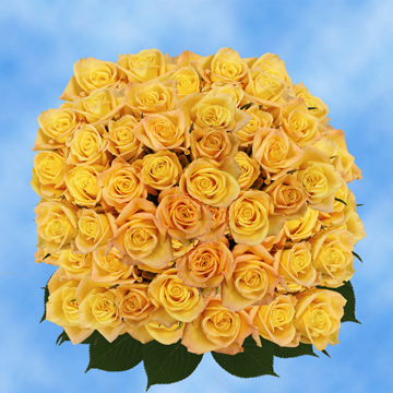 Image of ID 495070465 150 Yellow Roses Skyline Roses