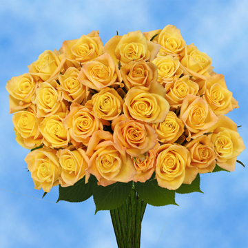 Image of ID 495070466 75 Yellow Skyline Roses Cheap