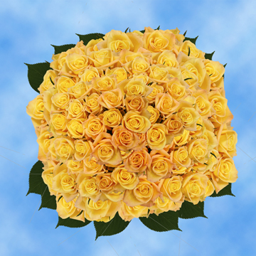 Image of ID 495070467 200 Yellow Roses Skyline Roses