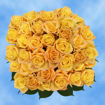 Image of ID 495070468 100 Yellow Roses Skyline Roses
