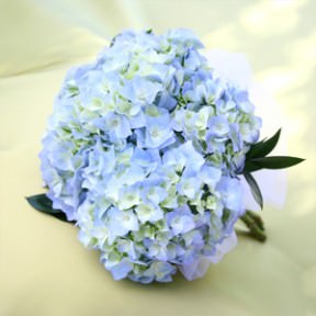 Image of ID 495070474 3 Blue Hydrangea Bouquets