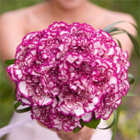 Image of ID 495070479 3 Bridal Bouquet 15 Carnations