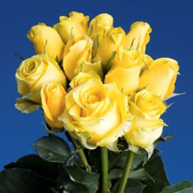 Image of ID 495070497 100 Fresh Golden Yellow Roses