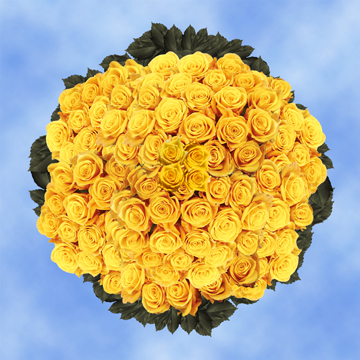Image of ID 495070513 200 Dark Yellow Roses