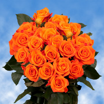 Image of ID 495070538 75 Fresh Bright Orange Roses