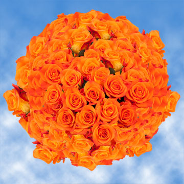 Image of ID 495070539 200 Fresh Bright Orange Roses