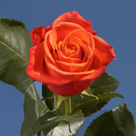 Image of ID 495070540 100 Fresh Bright Orange Roses