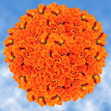 Image of ID 495070541 250 Fresh Bright Orange Roses