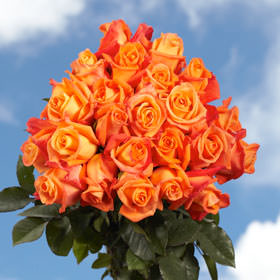 Image of ID 495070545 150 Long Roses Wholesale