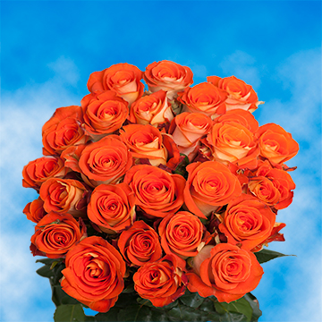 Image of ID 495070548 100 Voodoo Roses Wholesale