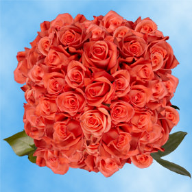 Image of ID 495070562 150 Fresh Light Orange Roses