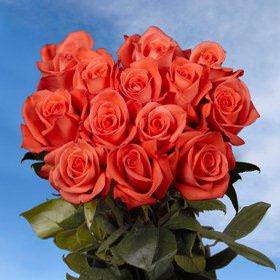Image of ID 495070578 100 Fresh Light Orange Roses