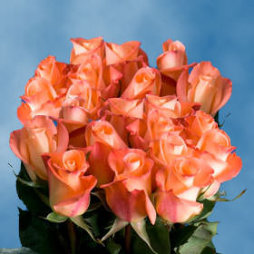 Image of ID 495070586 200 Peachy Orange Roses