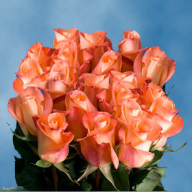 Image of ID 495070587 250 Peachy Orange Roses