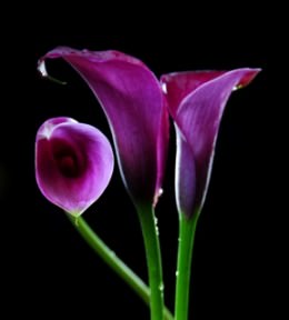 Image of ID 495070588 60 Purple Mini Calla Lilies